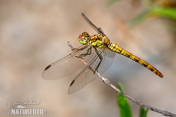 Spotted Darter (Sympetrum depressiusculum)