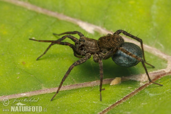 Spotted Wolf Spider (Pardosa amentata)