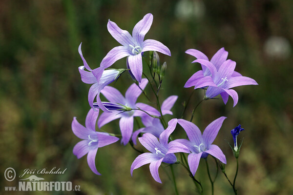 Spreading Bellflower (Campanula patula)