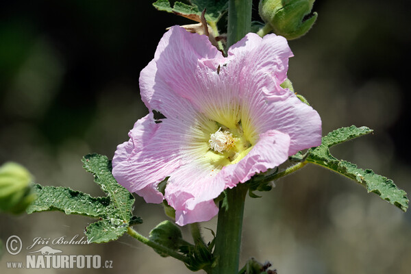 Spring Celebrities Rose (Alcea rosea)