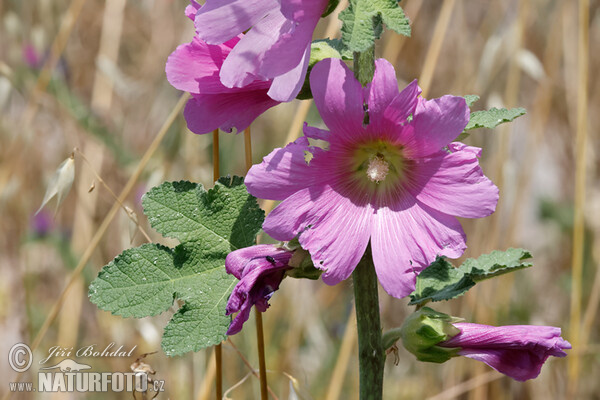 Spring Celebrities Rose (Alcea rosea)