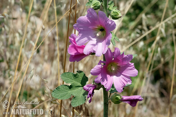 Spring Celebrities Rose (Alcea rosea)