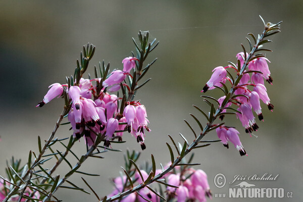 Spring Heath (Erica carnea)