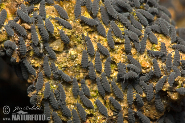 Springtails (Collembola)