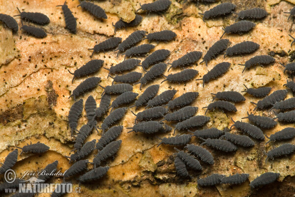 Springtails (Collembola)