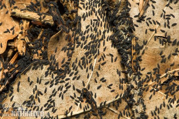 Springtails (Collembola)