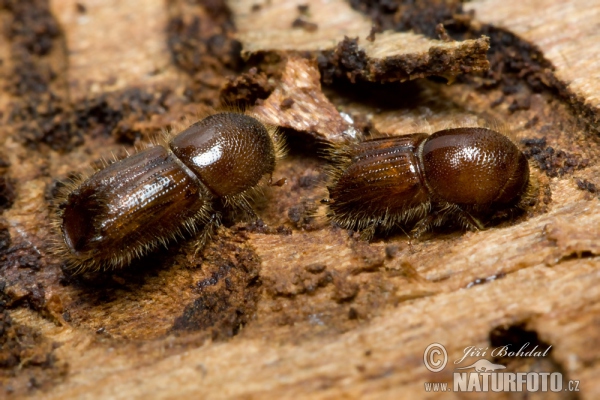 Spruce Engraver Beetle (Ips typographus)