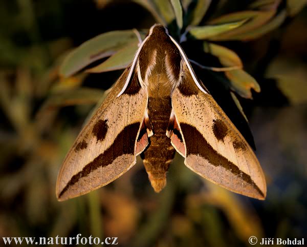 Spurge Hawk-moth (Hyles euphorbiae)