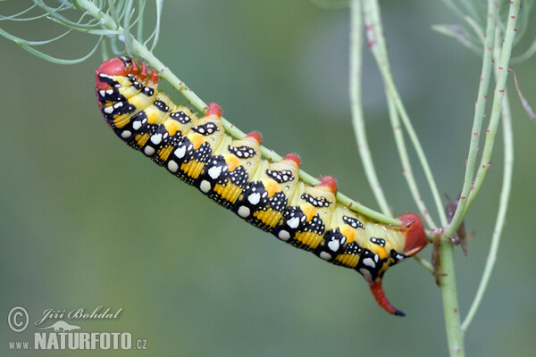 Spurge Hawk-moth (Hyles euphorbiae)