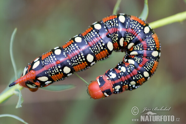 Spurge Hawk-moth (Hyles euphorbiae)