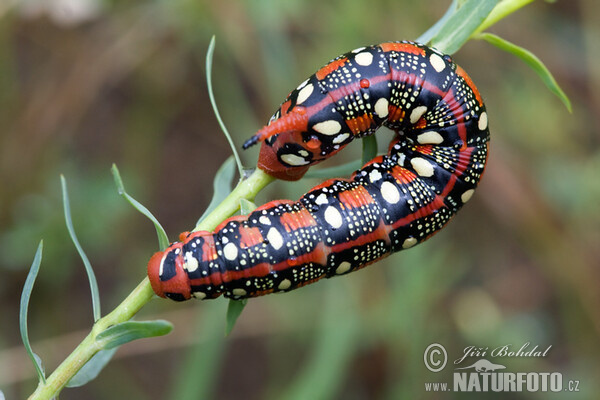 Spurge Hawk-moth (Hyles euphorbiae)