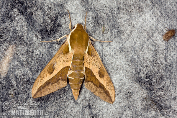 Spurge Hawk-moth (Hyles euphorbiae)