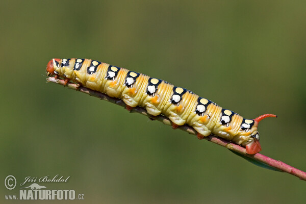 Spurge Hawk-moth (Hyles euphorbiae)