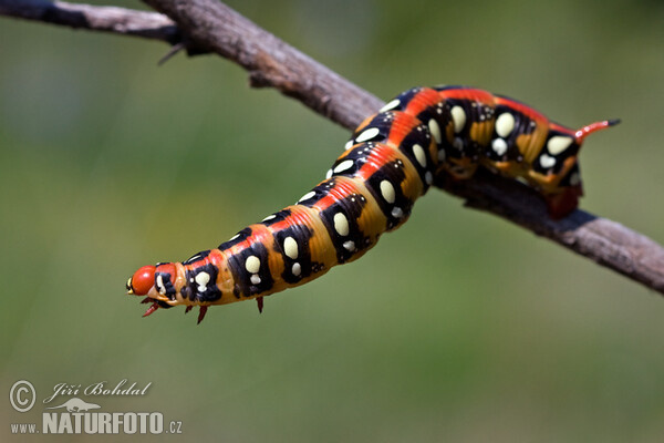 Spurge Hawk-moth (Hyles euphorbiae)