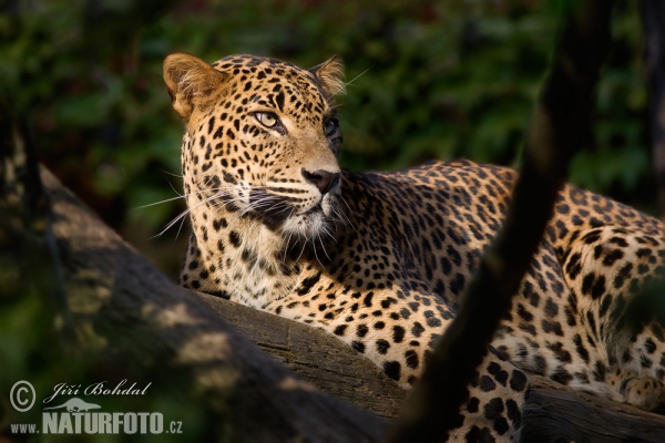 Sri Lankan leopard (Panthera pardus kotiya)