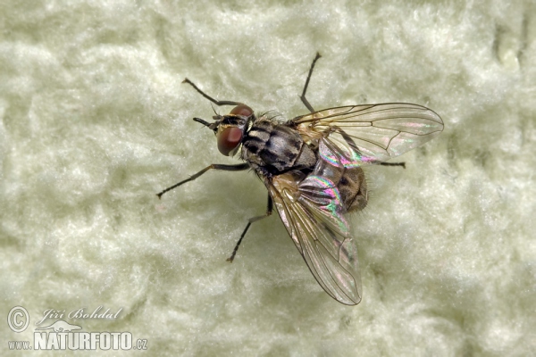 Stable Fly (Stomoxys calcitrans)