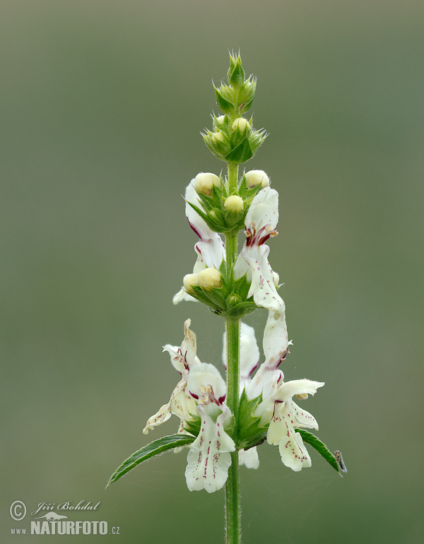 Stachys recta