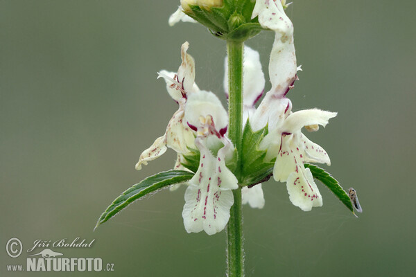 Stachys recta