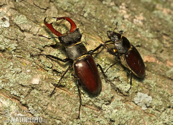 Stag Beetle (Lucanus cervus)