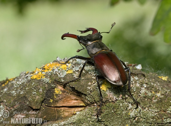 Stag Beetle (Lucanus cervus)