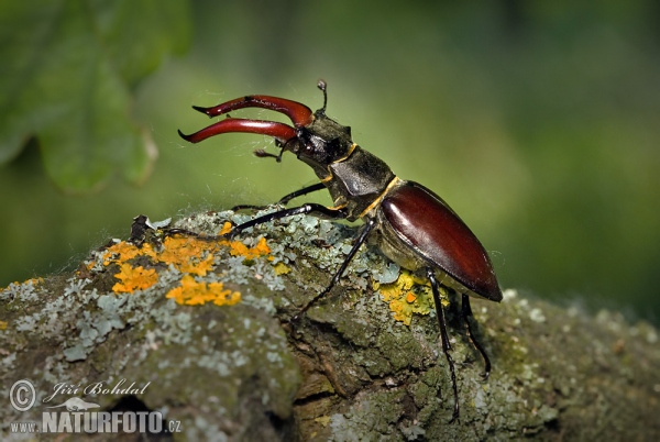 Stag Beetle (Lucanus cervus)