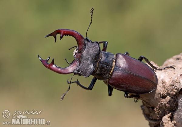 Stag Beetle (Lucanus cervus)