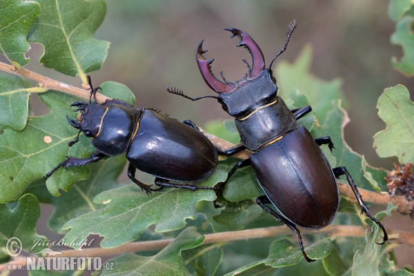 Stag Beetle (Lucanus cervus)