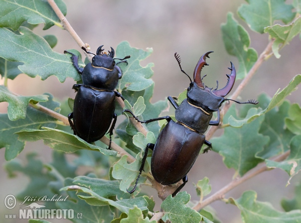 Stag Beetle (Lucanus cervus)