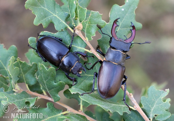 Stag Beetle (Lucanus cervus)