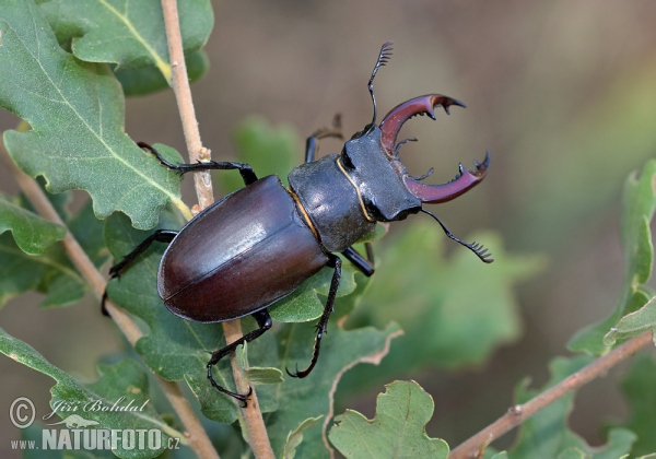 Stag Beetle (Lucanus cervus)