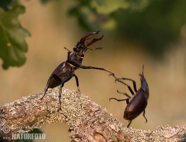 Stag Beetle (Lucanus cervus)