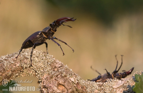 Stag Beetle (Lucanus cervus)