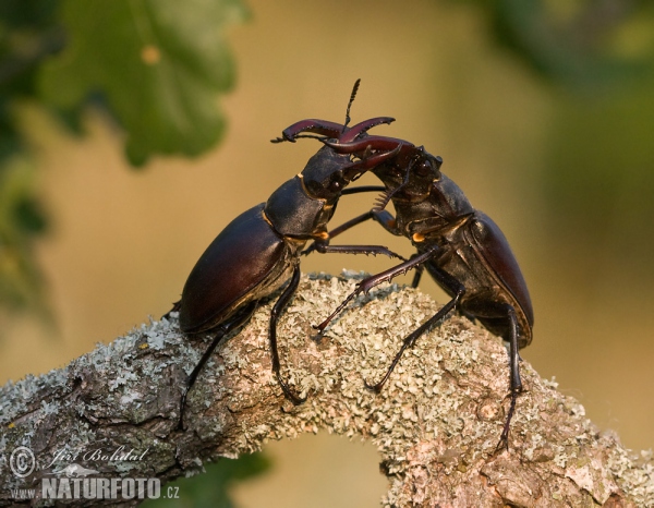 Stag Beetle (Lucanus cervus)