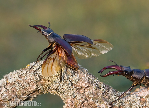 Stag Beetle (Lucanus cervus)