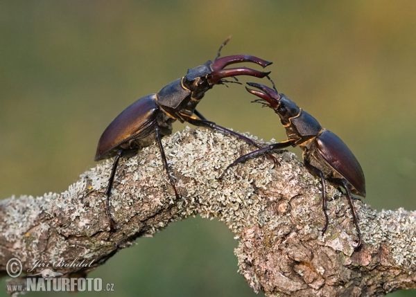 Stag Beetle (Lucanus cervus)