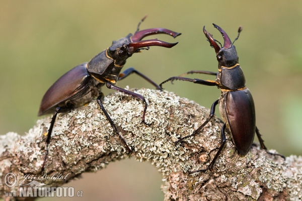 Stag Beetle (Lucanus cervus)