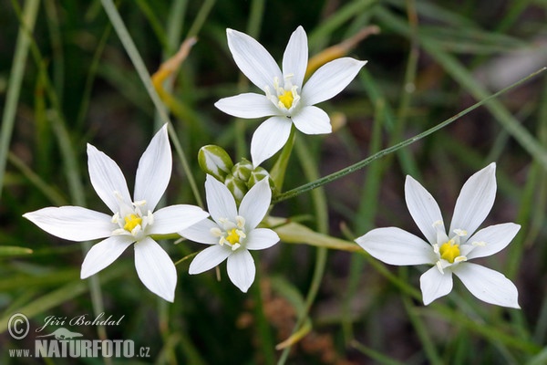 Star of Bethlehem (Ornithogalum kochii)