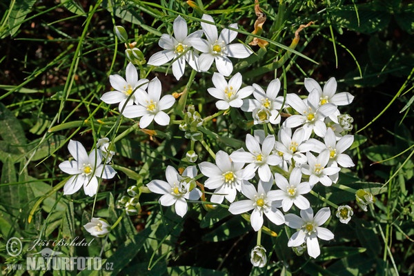 Star of Bethlehem (Ornithogalum kochii)