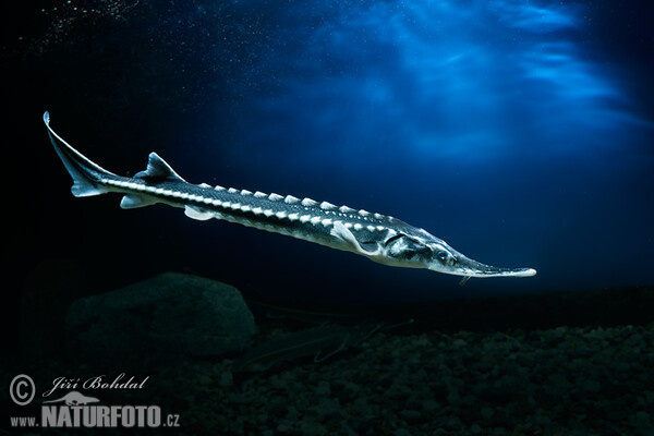 Starry Sturgeon (Acipenser stellatus)