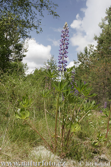 Staude-Lupin