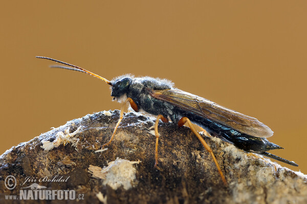 Steely-blue Wood Wasp (Sirex juvencus)