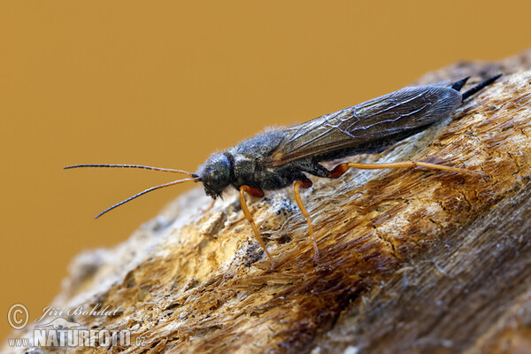 Steely-blue Wood Wasp (Sirex juvencus)