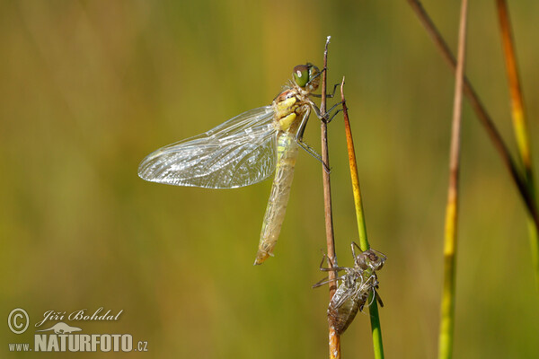 Steenrode heidelibel