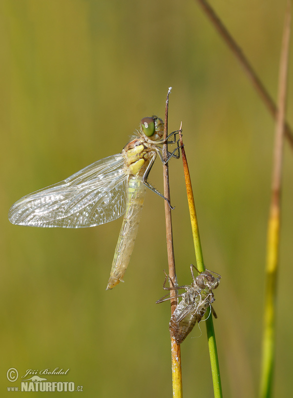 Steenrode heidelibel