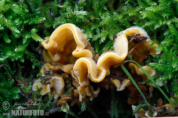 Stereum hirsutum