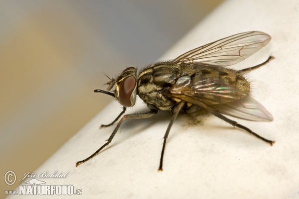 Stomoxys calcitrans