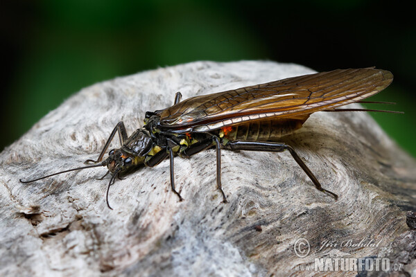 Stonefly (Perla burmeisteriana)