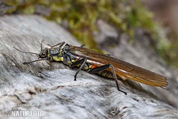 Stonefly (Perla burmeisteriana)