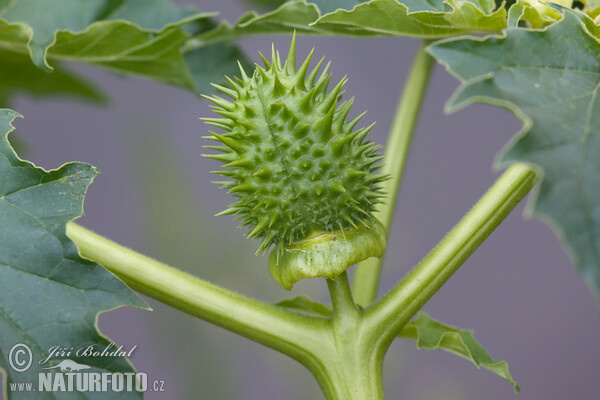 Stramoine commune - Datura stramoine - Pomme-épineuse