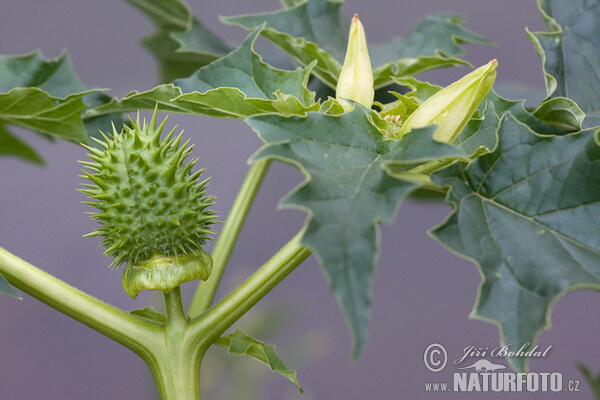 Stramoine commune - Datura stramoine - Pomme-épineuse